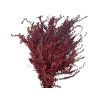 solidago zlatobyl burgundy bordove1