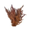 solidago zlatobyl hnede brown1