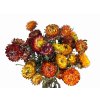 slamienky helichrysum straw flower orange1