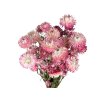 slamienky helichrysum straw flower ružové pink1