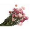 slamienky helichrysum straw flower ružové pink