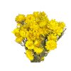 slamienky helichrysum straw flower yellow žlté1