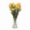 slamienky helichrysum dried straw flower yellow