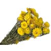 slamienky helichrysum straw flower yellow žlté2