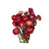 1239 1 susene slamienky helichrysum kytica 100g cervene