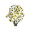 sušené slamienky dried straw flowers acroclinium biele white1