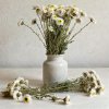 sušené slamienky dried straw flowers acroclinium biele white