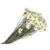 sušené slamienky dried straw flowers acroclinium biele white