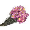sušené slamienky dried straw flowers acroclinium ružové pink