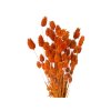 susena trava chrastnica dried phalaris orange1