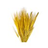 susene klasy razne triticum zlte yellow1