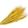 susene klasy razne triticum zlte yellow
