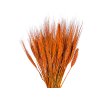 susene klasy razne triticum orange1