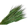 susene klasy razne triticum zelené green