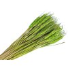 psenica triticum light green svetlozeleny