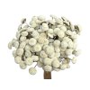 botao amarelino dried flowers biele white1