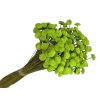 botao amarelino dried flowers light green svetlozelené