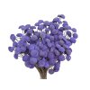 botao amarelino dried flowers fialove purple1