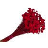 botao amarelino dried flowers red cervene