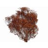 dried broom bloom susene kvety kytica brown hnede1