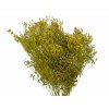 dried broom bloom susene kvety kytica olive green olivove1