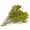 dried broom bloom susene kvety kytica olive green olivove