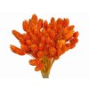 phalaris dried susena chrastnica bleached orange svetla oranzova1