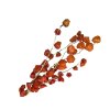dried physalis chinese lampion machovka susena vetvicka2