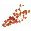 dried physalis chinese lampion machovka susena vetvicka1