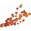dried physalis chinese lampion machovka susena vetvicka