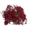 statice tatarica dried flowers burgundy bordova1