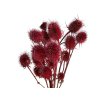 dipsacus bodliak thistle bordovy burgundy3
