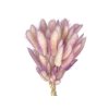 lagurus bunny tail ombre fialova purple1