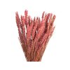 psenica wheat susene obilie rustical pink staroružové1