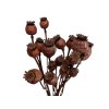 makovice prirodne sede poppy dried susene hnede brown1