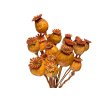 makovice prirodne oranzove tmave poppy dried natural orange autumn1