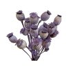 makovice prirodnefialove poppy dried natural purple violet1