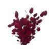 susena trava chrastnica dried phalaris burgundy bordova1