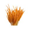 susena trava timotejka timothy grass phleum oranzova orange1