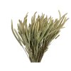 susena trava timotejka timothy grass phleum natural prirodna1