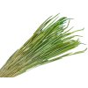 susena trava timotejka timothy grass phleum svetlozelená lihht green