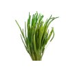 susena trava timotejka timothy grass phleum svetlozelená light green