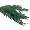 paprad susena stabilizovana tmavozelena rumora green1