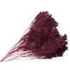 broom bloom dried flower susene kvety bordové