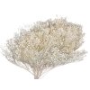 broom bloom dried flower susene kvety dried bleached biele white1
