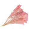broom bloom dried flower susene kvety dried bleached ruzova pink1