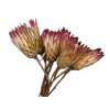 protea obtusifolia natur