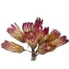 protea obtusifolia natur1