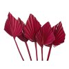 palm leaf leaves small male palmove listy červené red1