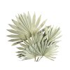 palm leaf leaves large fan velke palmove listy natural prirodne vejar1